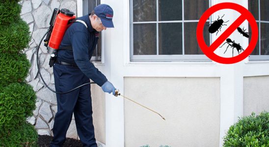 Zeytinburnu Pire İlaçlama böcek ilaçlama ve haşere kontrolü — ilaclama-tr.com